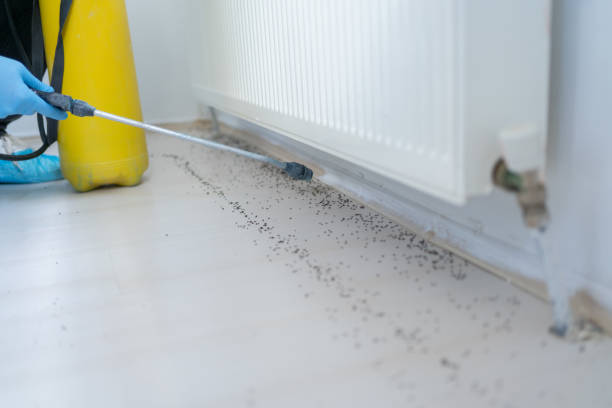 Best Rat Extermination Near Me  in Florissant, MO